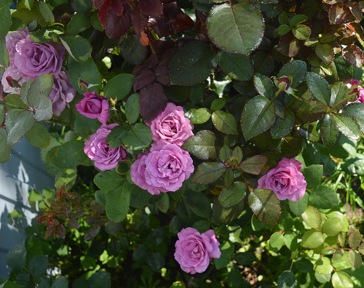 Все фотографии в статье мои. Розы - тоже