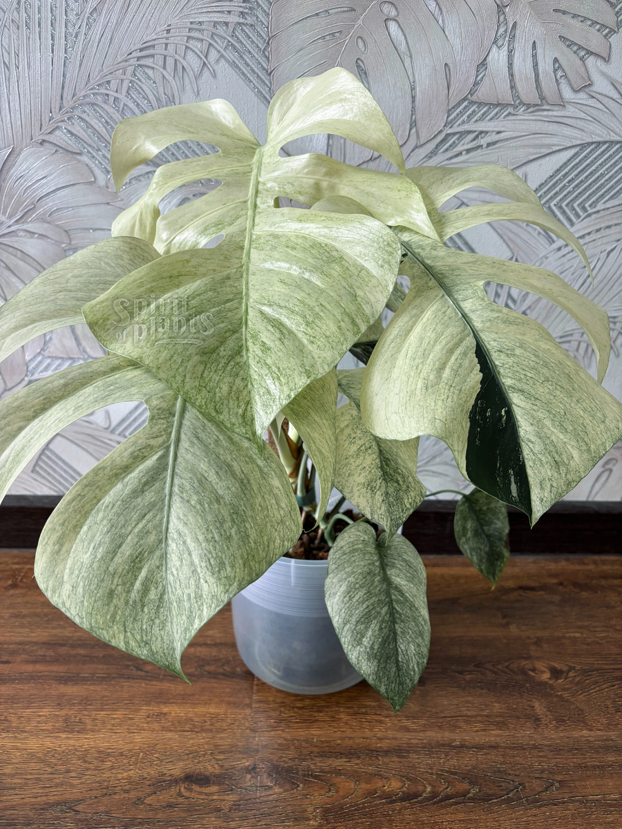 Монстера Минт