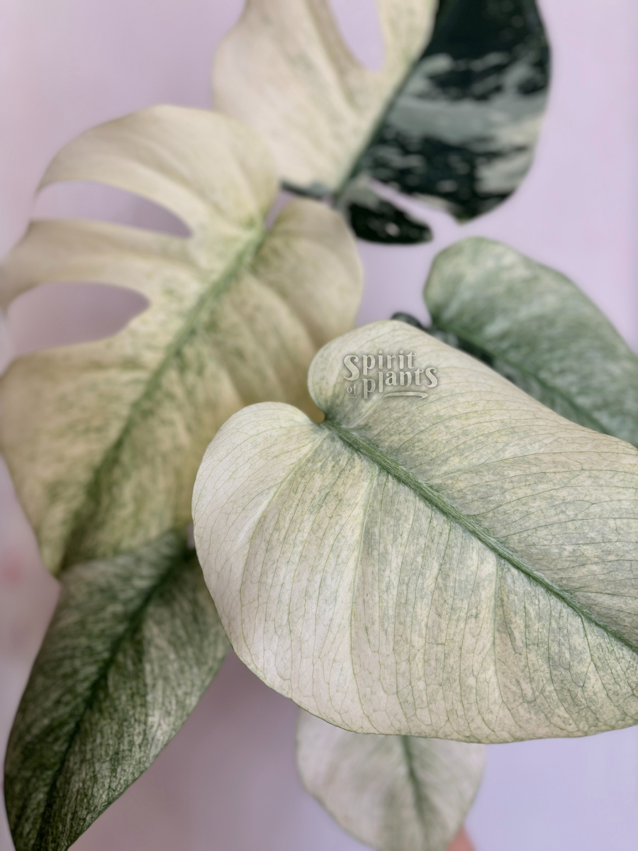 Монстера Минт