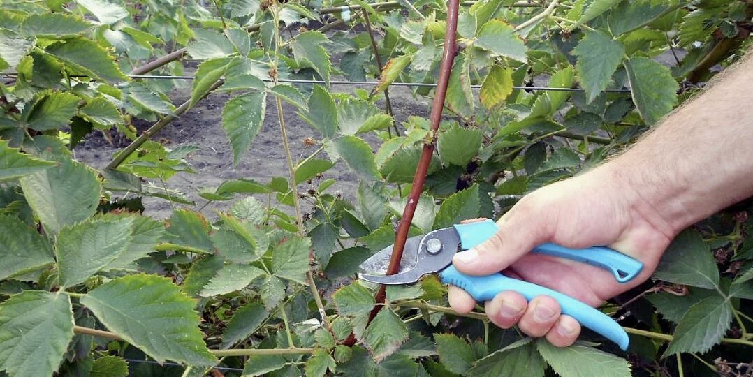 Формировка ежевики: как правильно удалять отплодоносившие побеги