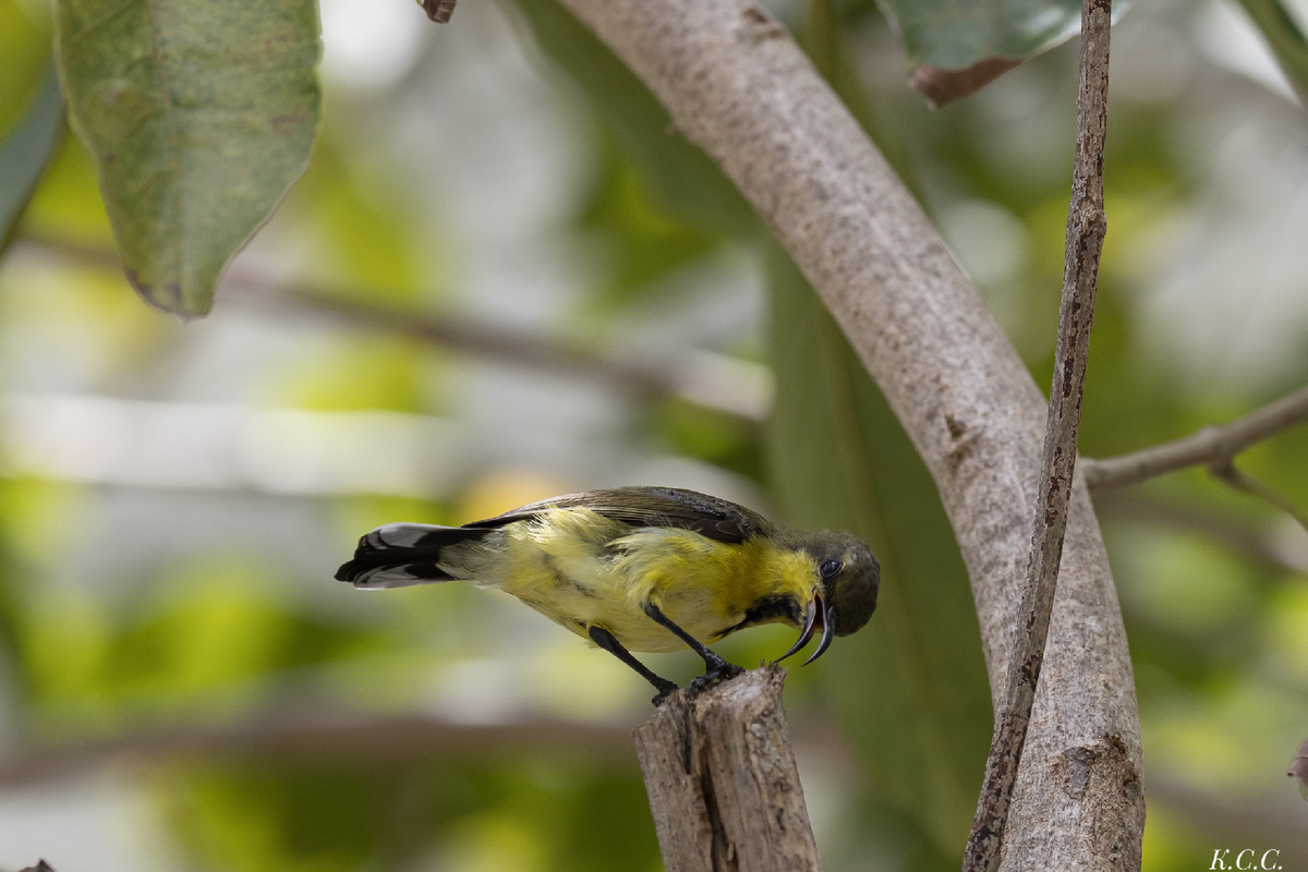 Синегрудая нектарница, Copper-throated Sunbird, Leptocoma calcostetha, фото автора