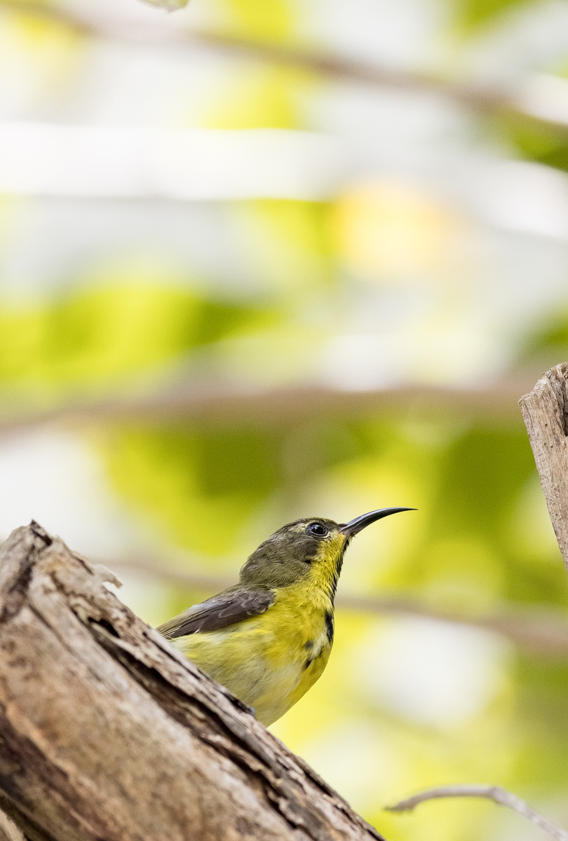Синегрудая нектарница, Copper-throated Sunbird, Leptocoma calcostetha, фото автора