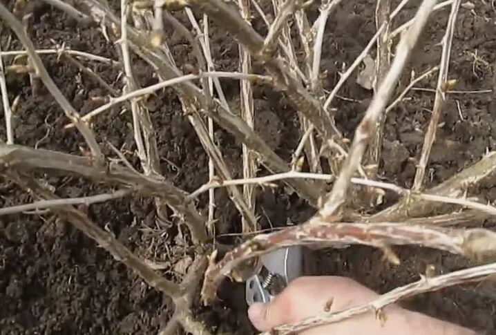 Подготовка крыжовника к зиме: правильная обрезка и подкормка