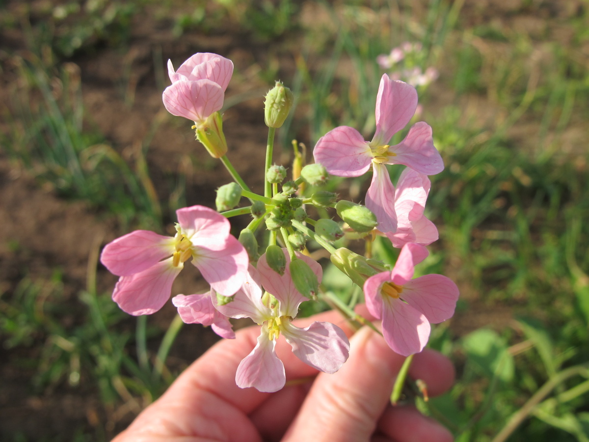 Тот самый момент, когда обычная редиска становится необычным цветком...