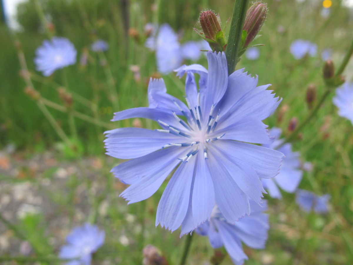 Цикорий  никогда не распускает все свои цветочки одновременно. На длинном стебле всегда присутствуют и отцветшие, и  распускающиеся,  и бутоны.