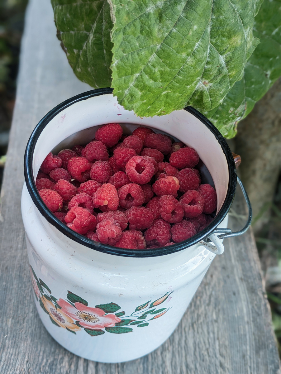 Малина такая сладкая. Всю бы слопала