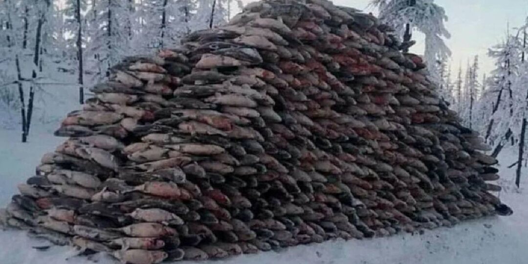 Зачем 100 лет назад музыкальные фирмы Европы скупали рыбу в Сибири, а из других регионов не брали. Чем она для них лучше