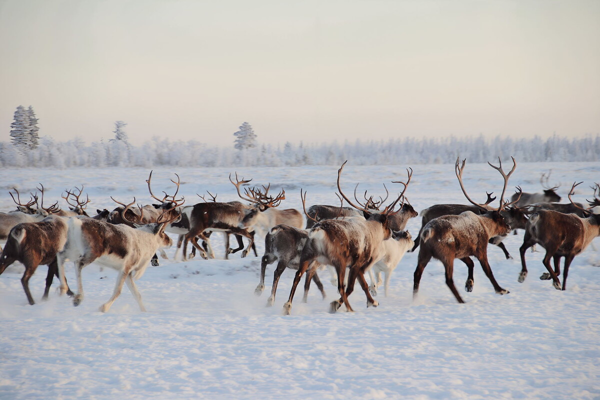 Олени зимой. Фото К. Яр