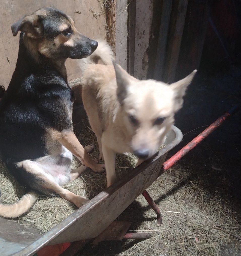 Хвостики любят спать на сене