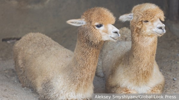     Фото: Aleksey Smyshlyaev/Global Look Press   
 Текст: Ирма Каплан