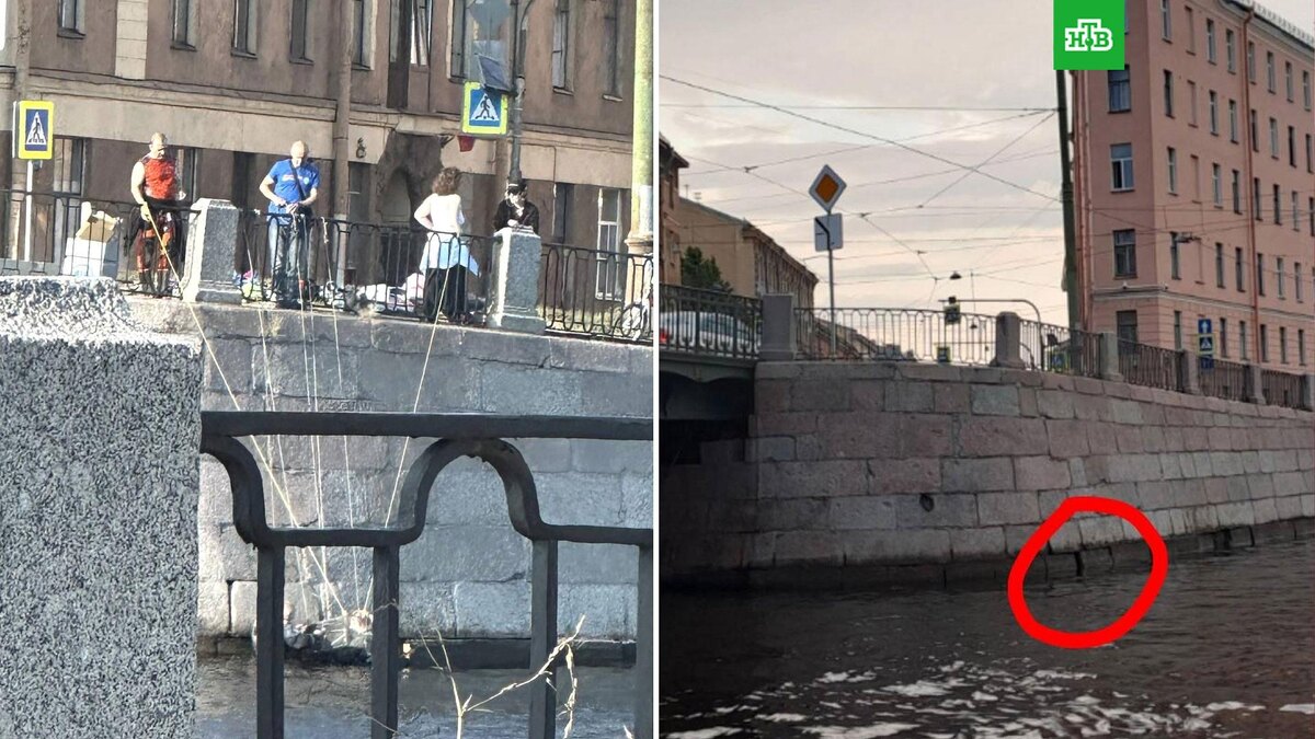    Фото: @koshkispas / t.me