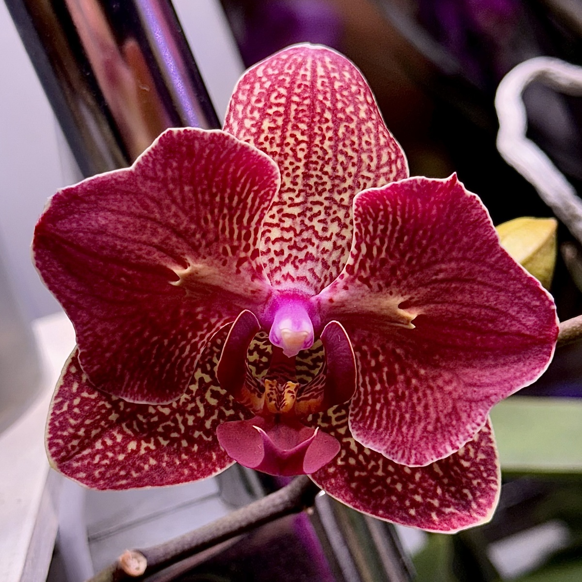 Орхидея кимоно бабочка