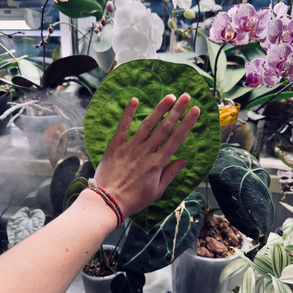 Лист антуриума Форгети