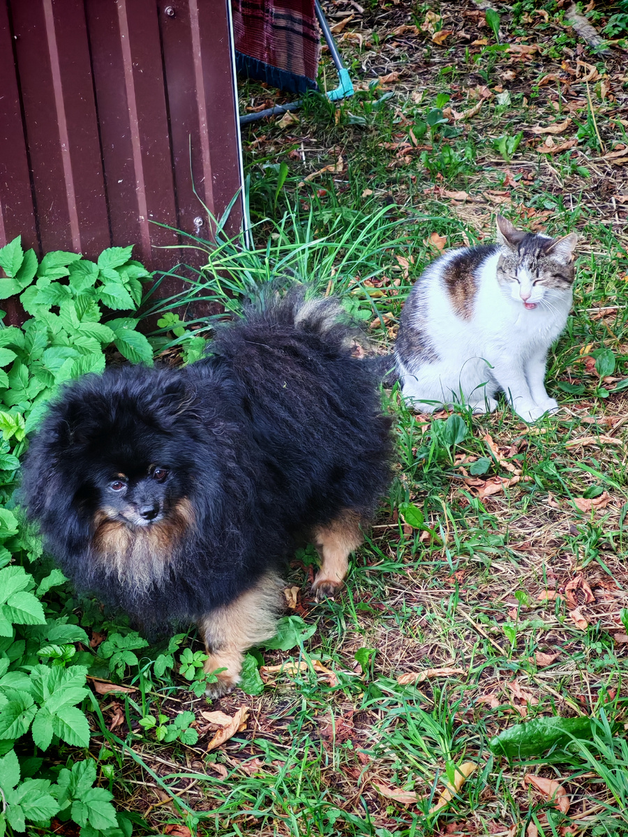 Ходят друг за другом как шерочка с машерочкой. 