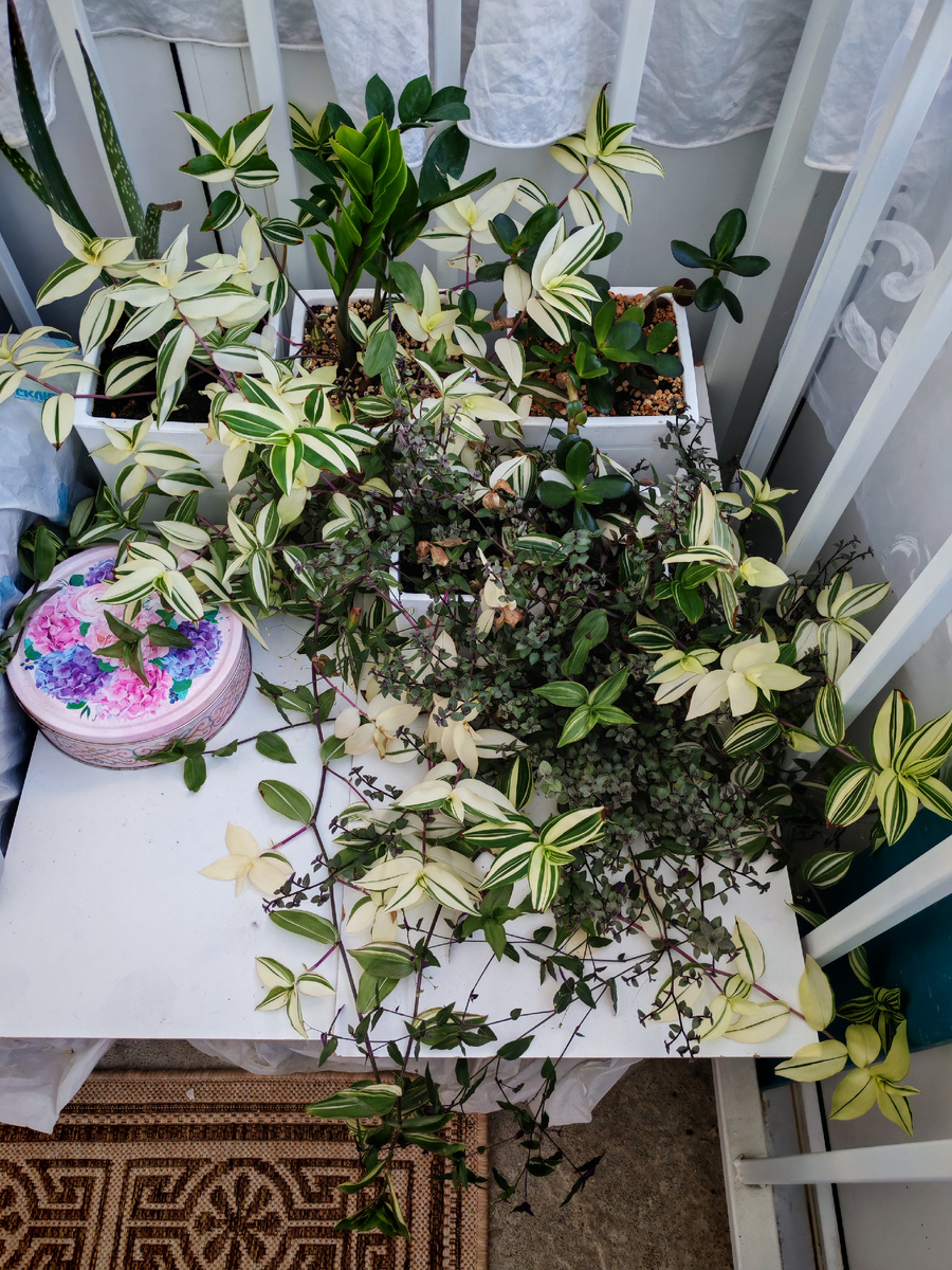 В этих зарослях алое-вера, толстянка (денежное дерево), замиокулькас и 3 вида традесканций (может быть каллизий - я не разбираюсь) 