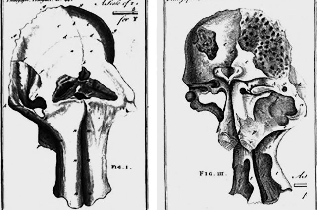    Зарисовки черепа мамонта. Фото: Из материалов экспедиции Мессершмидта