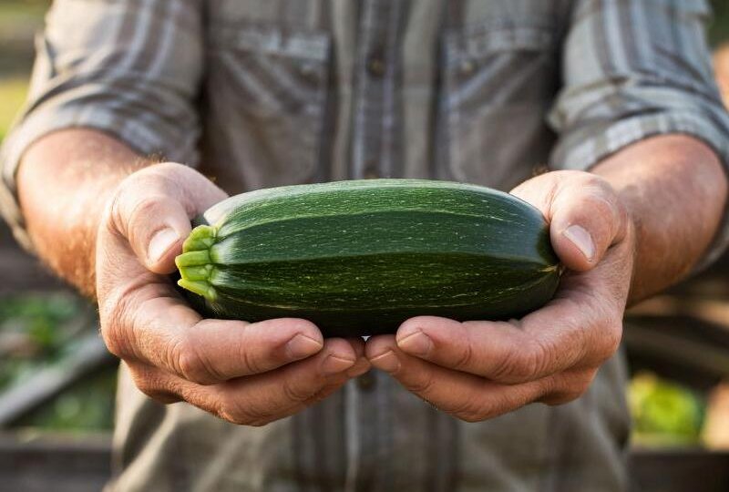 Съесть и влюбиться: рецепты из кабачков, как вы их ещё не готовили