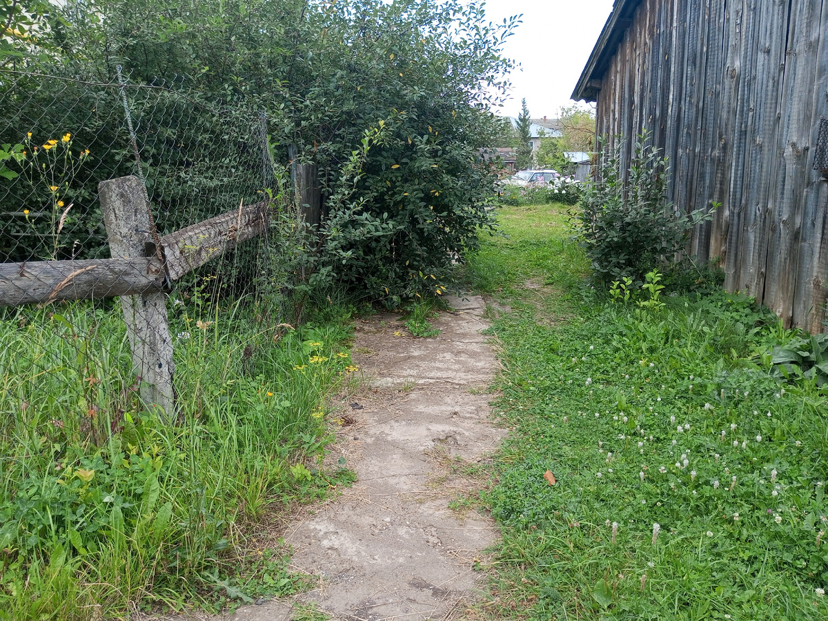 Заросшая дорожка. Фото автора.