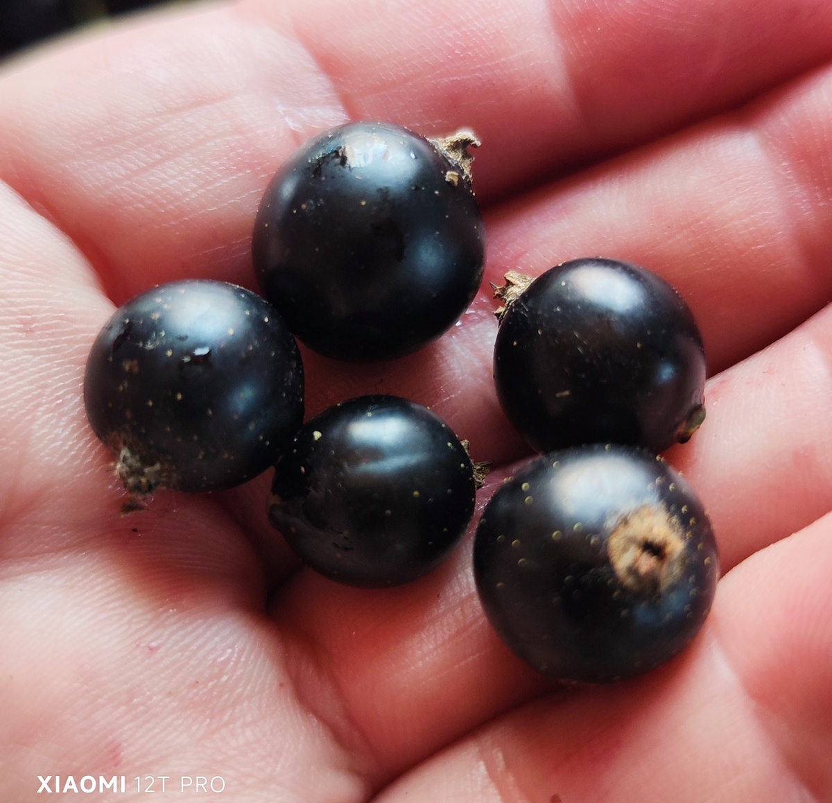 Черная смородина.