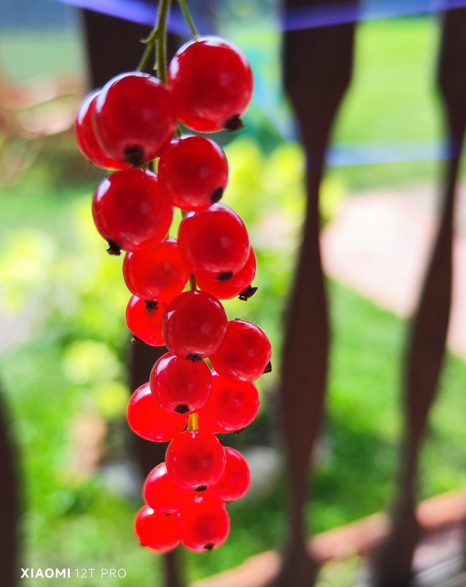 Красная смородина.