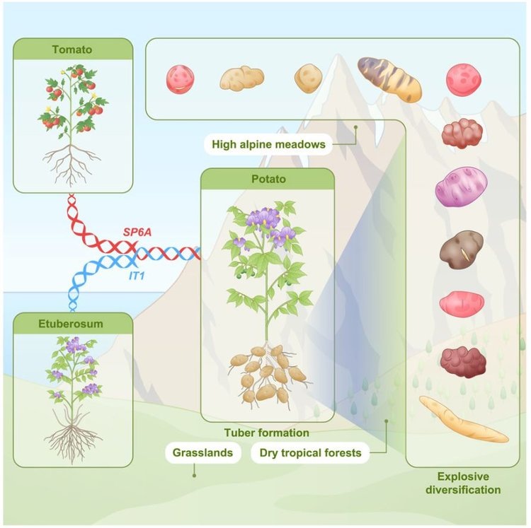     Как человечество обрело картофель благодаря гибридной силе растений и подъему Анд
