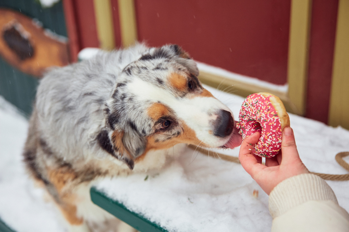 Рада уверяет, что пончики можно подавать и без блюдца
