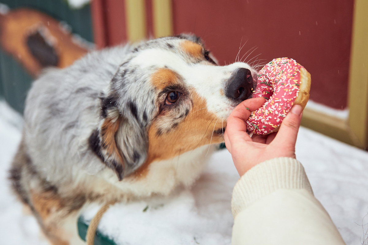 Почему-то от пончика она откусывает аккуратно, а обычно она пытается отгрызть руку по локоть