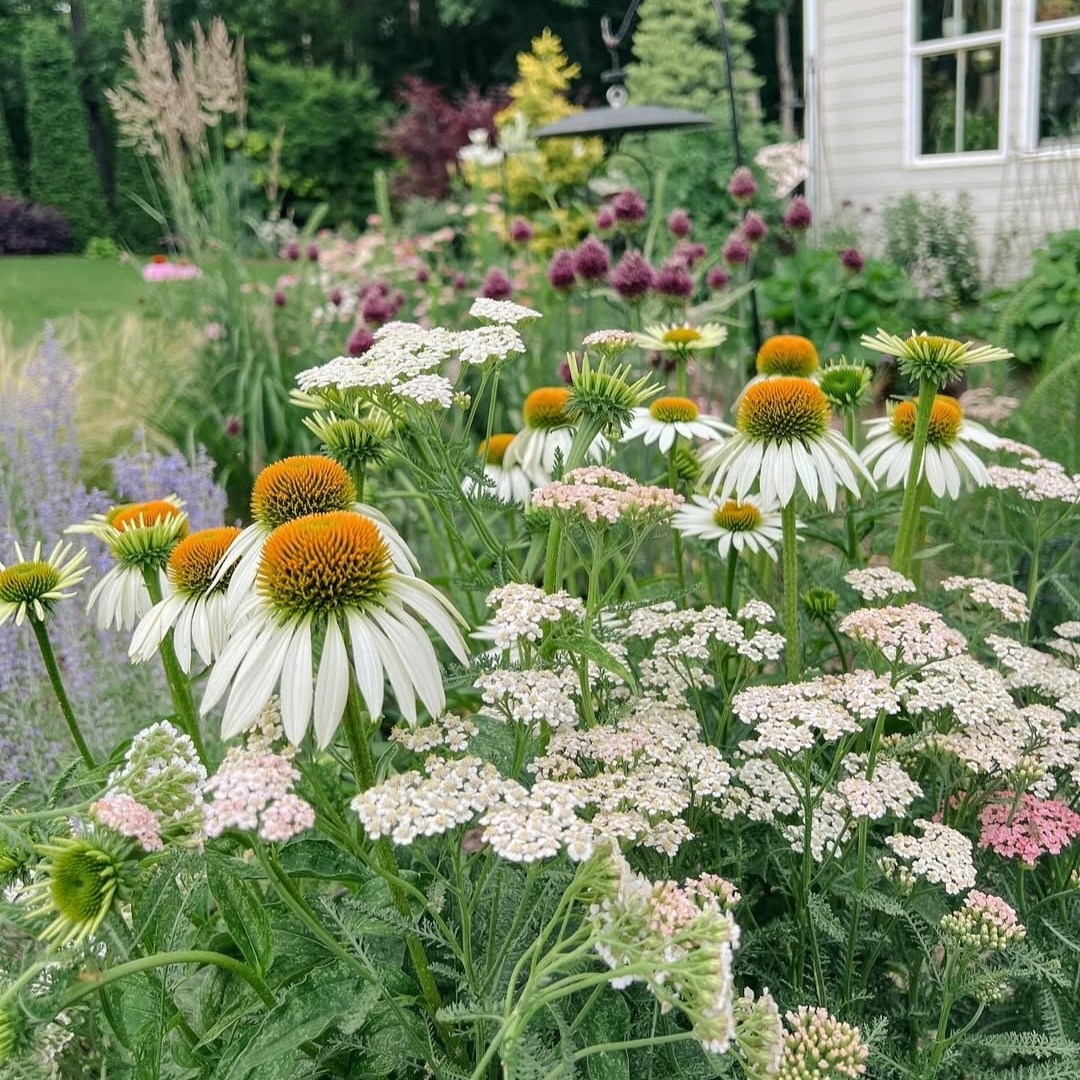 Тысячелистник отлично сочетается в цветниках с эхинацеей