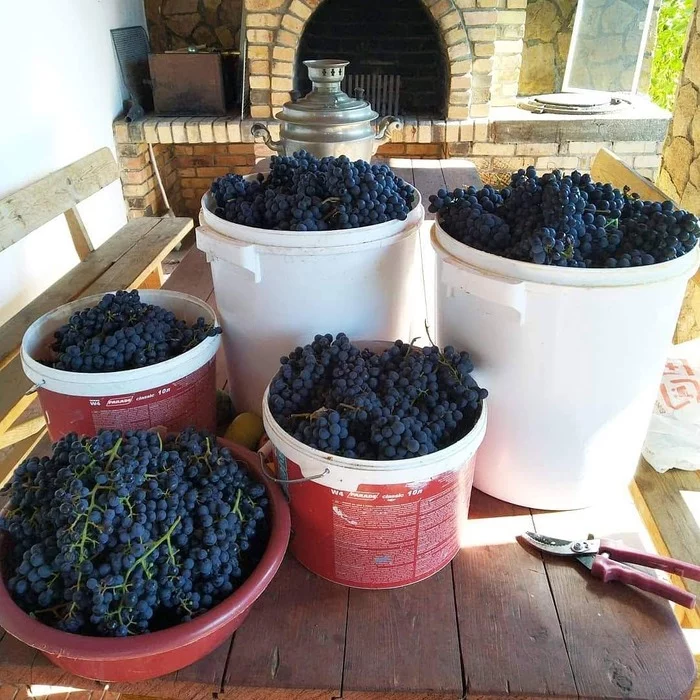 Наш урожай винограда