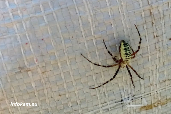    Аргиопа Брюнниха или паук-оса на мешке