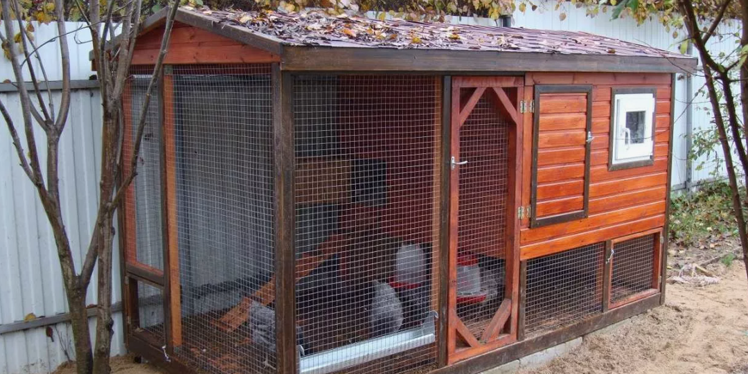 Какую ботву с огорода нельзя давать курам: советы для заботливых хозяев