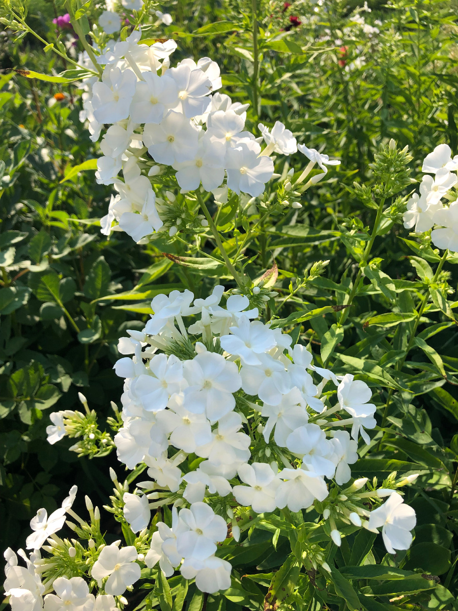 Флокс белый