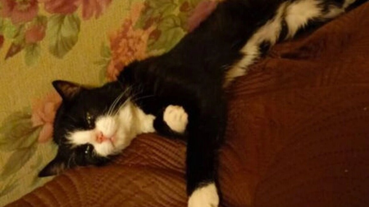     Источник: Прецедент