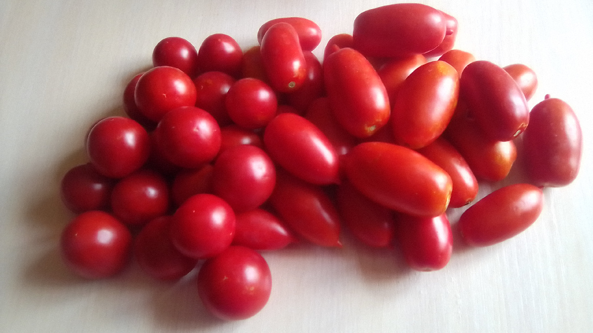 Гаспачо и Санька