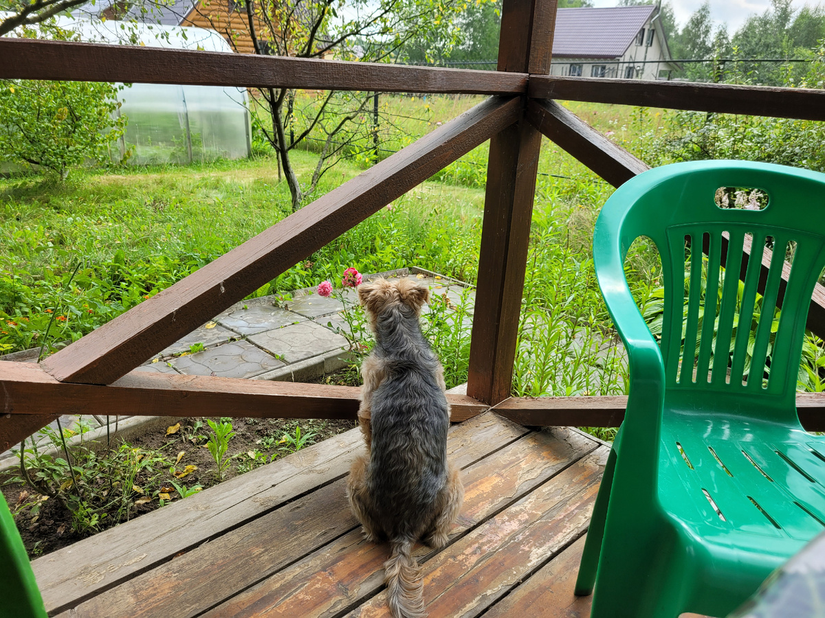 Марсель следит за соседями