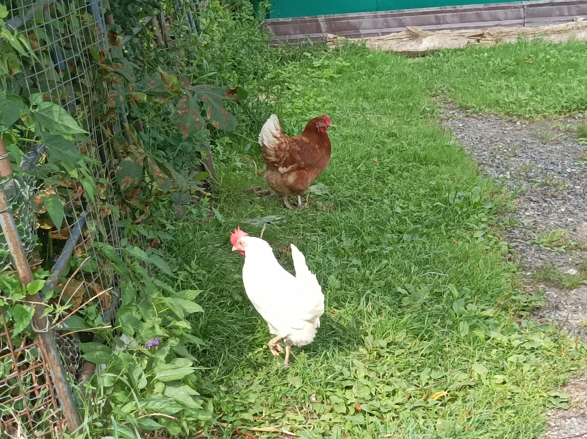 Фото сделано автором