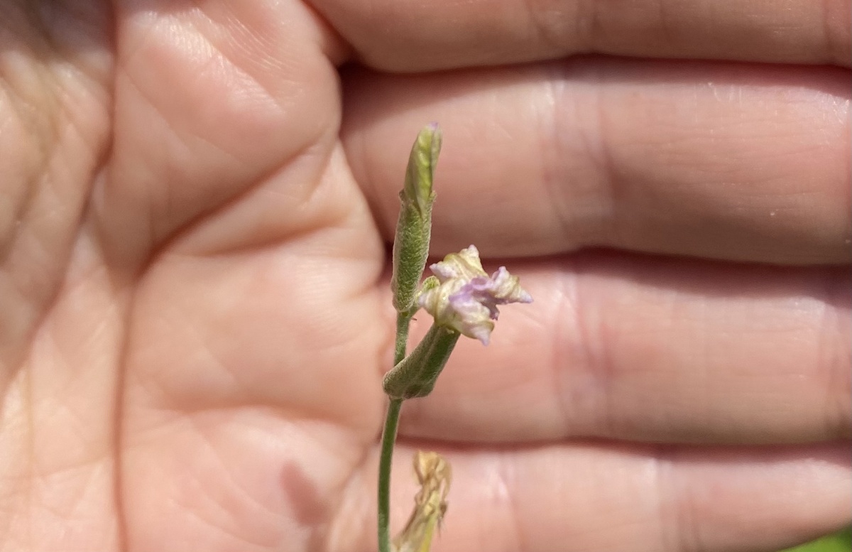 Маттиола двурогая днем