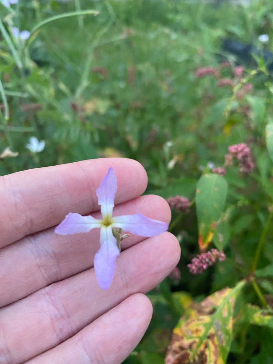 Маттиола двурогая вечером