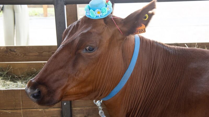     Выставка животных на агрофоруме «День сибирского поля — 2025». Анна Зайкова