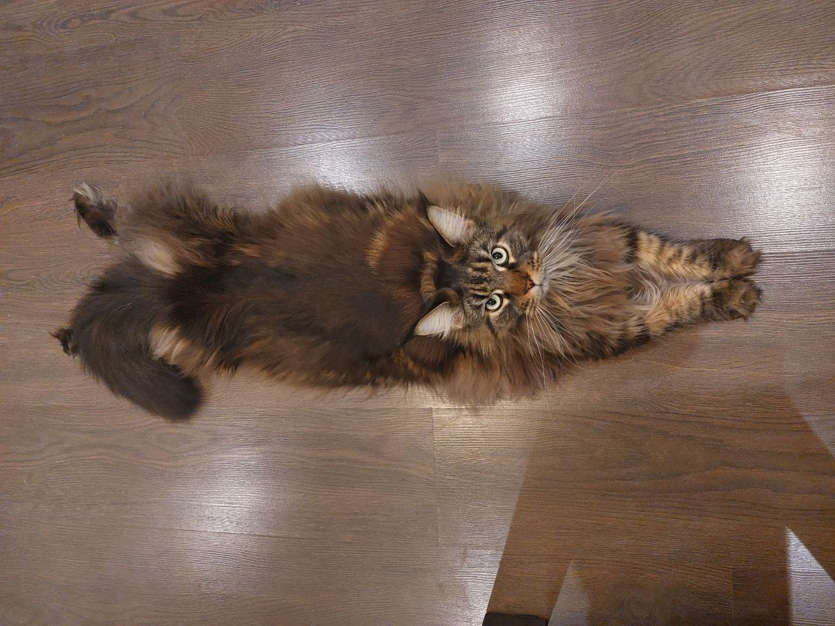 На фото еще "котенок" но это мейн-кун