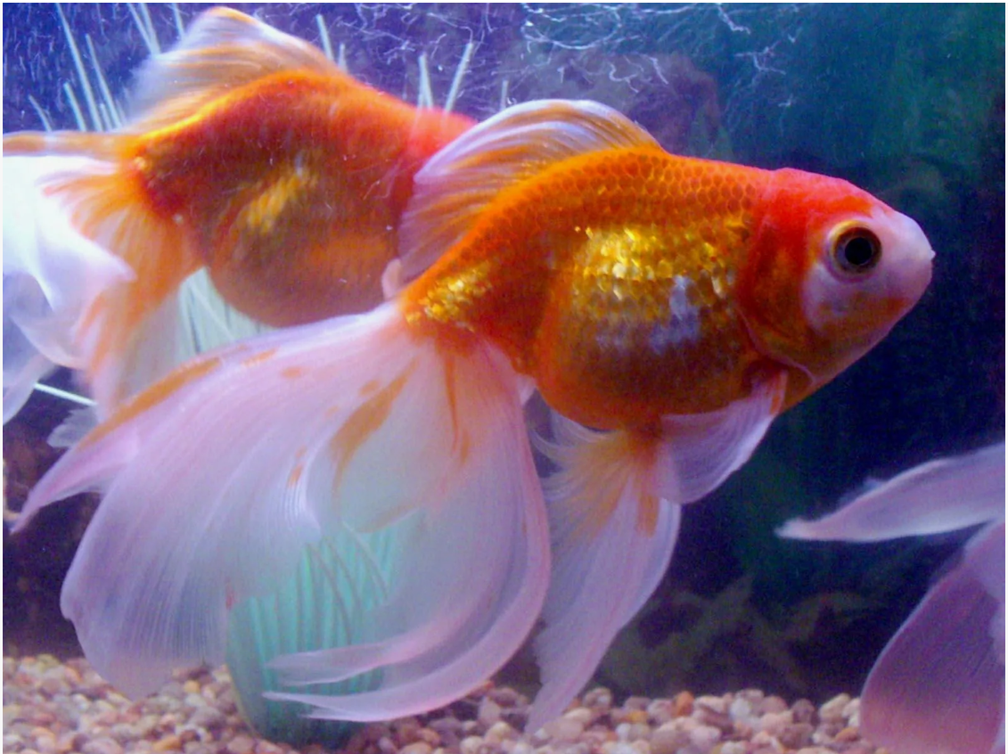 Аквариумная рыбка. (Из открытого источника в интернете)