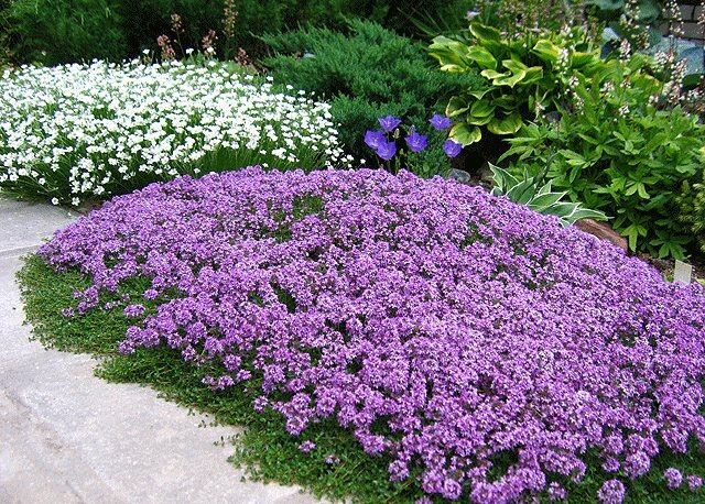 https://i.pinimg.com/736x/37/4a/32/374a3239159fc908a81e1cadd681be08.jpg