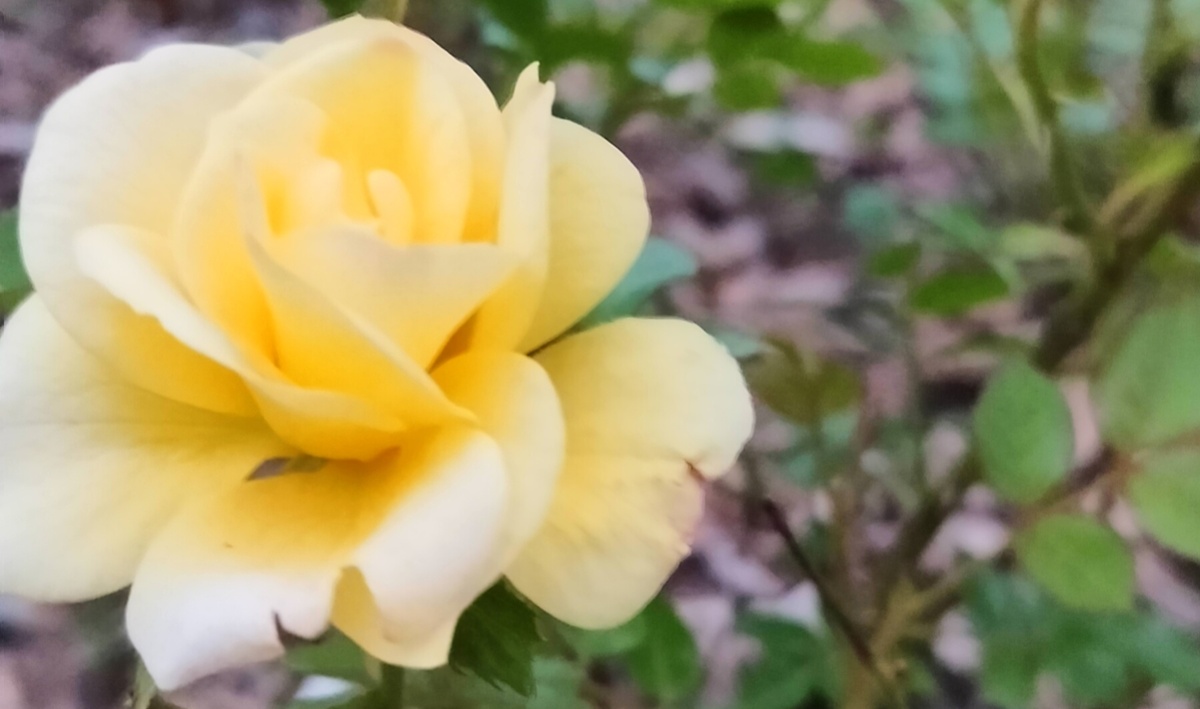 Чем больше мы помогаем другим, тем больше помогаем себе. Мохаммед Али