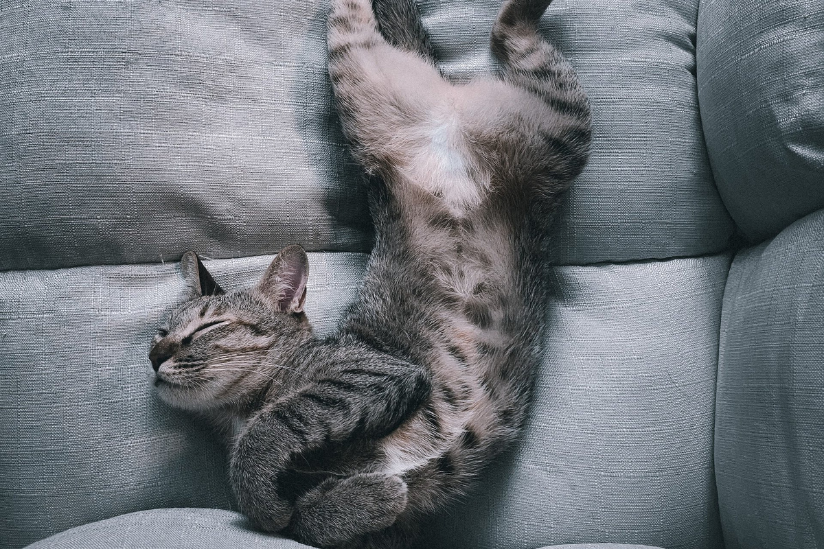 Так какая поза говорит, что кошке больно?