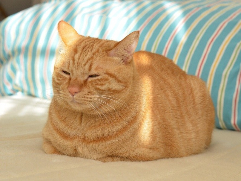 Так даже и не представишь, что кошке больно