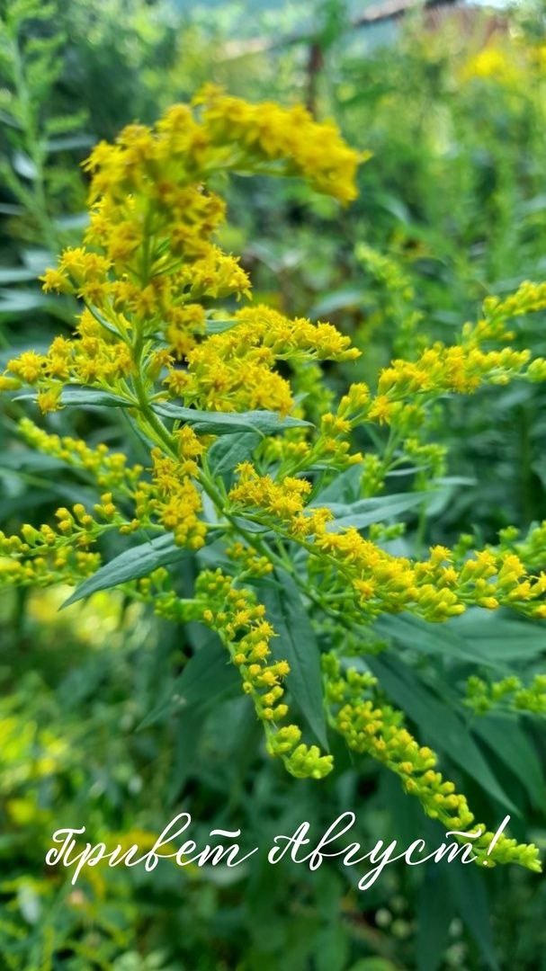 Привет, Август