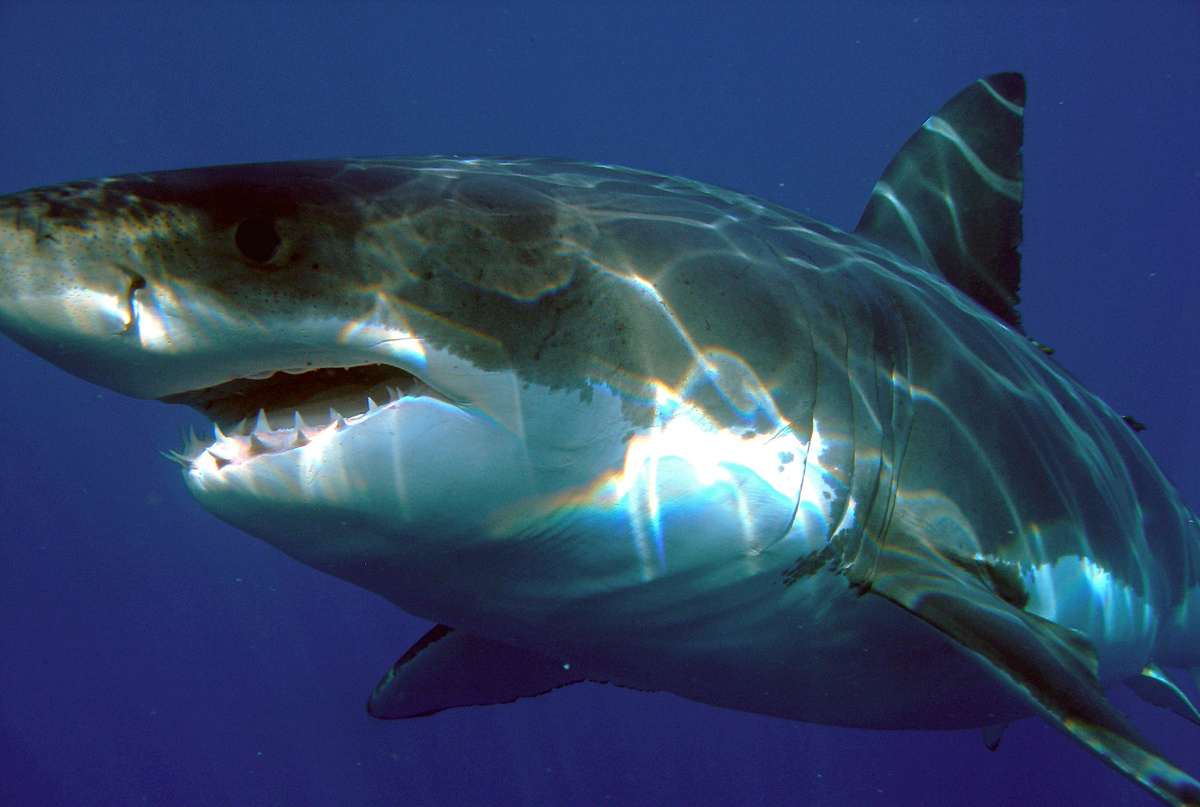 Белые акулы обитают в основном в Южном полушарии. Фото: Sharkdiver.com/wikipedia.org/Public Domain