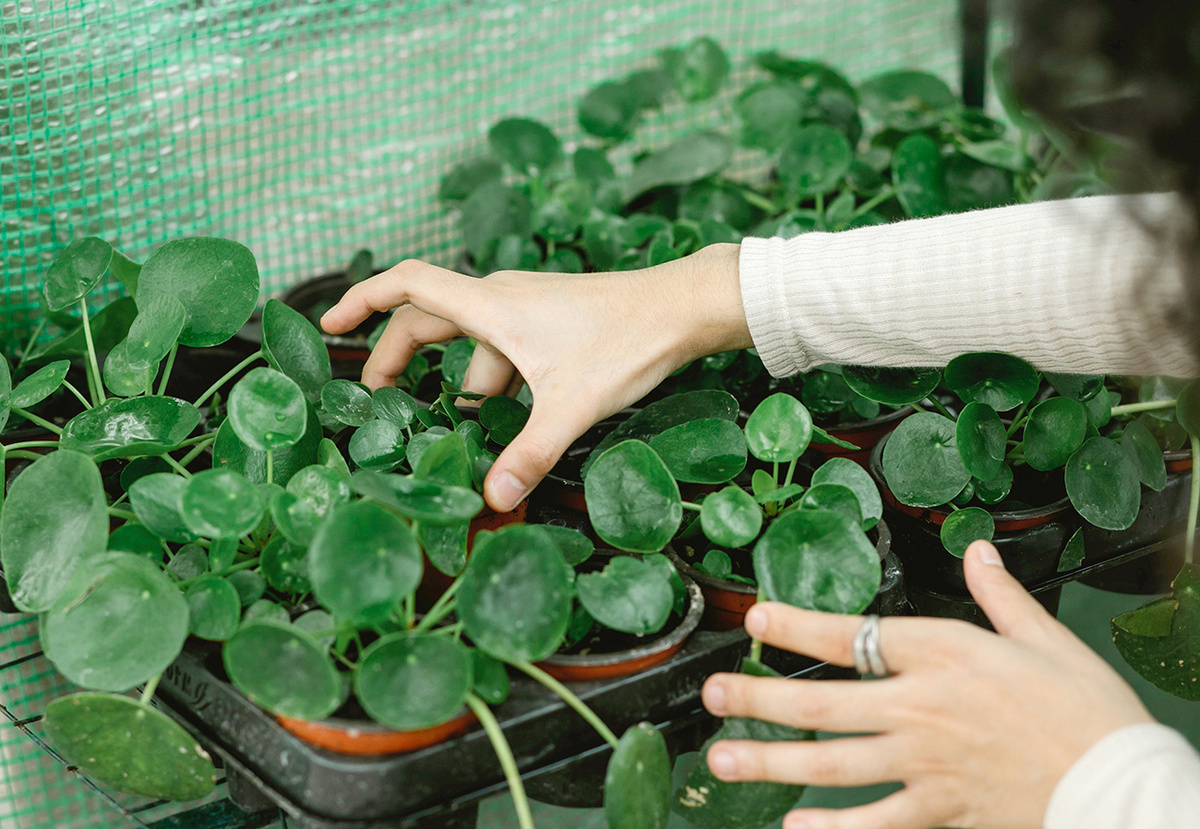 pexels📷Саженцы для клумбы лучше приобретать с запасом. После посадки некоторые могут не прижиться, и вам придется заменить их на такие же