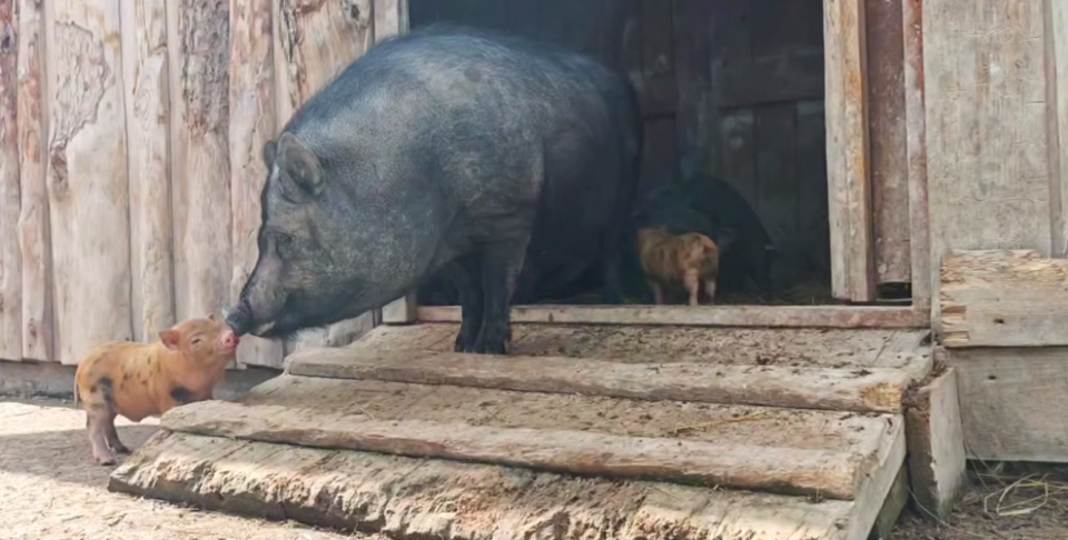    Поросята из барнаульского зоопарка. Источник: t.me/zoo22ru