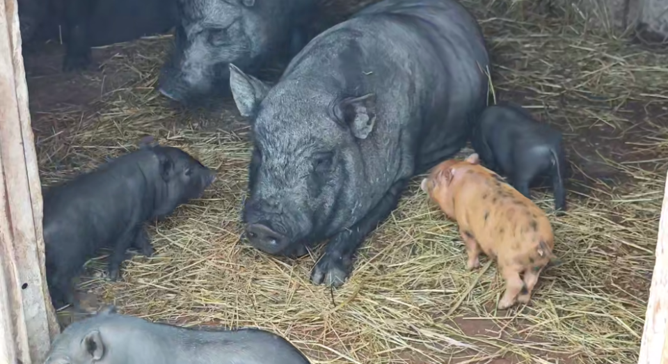    Поросята из барнаульского зоопарка. Источник: t.me/zoo22ru